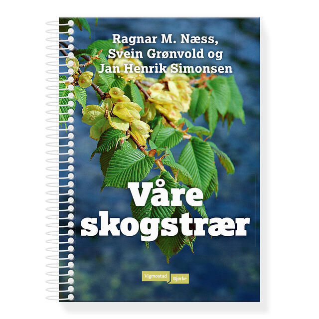 Våre skogstrær Vigmostad Bjørke Våre skogstrær