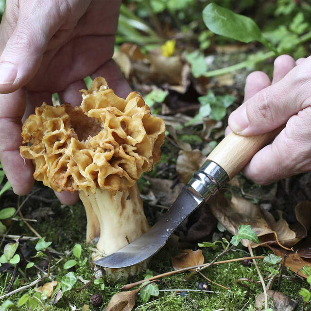 Soppkniv Opinel No 08 Champignons Mushroom Stainl