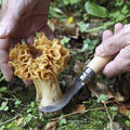 Soppkniv Opinel No 08 Champignons Mushroom Stainl