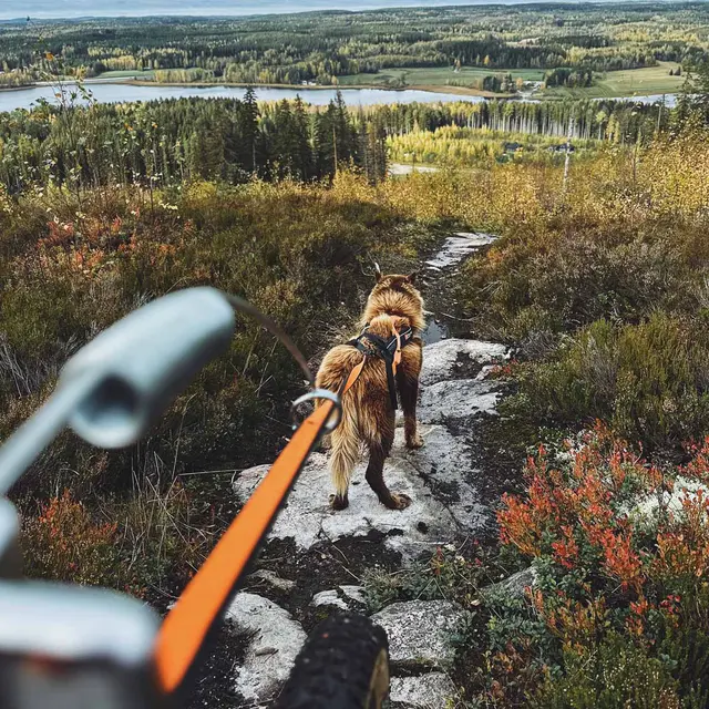 Sykkelantenne til hund Non-stop Bike Antenna 