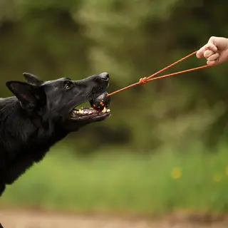 Hundeleke Non-stop Dog Ball On Rope