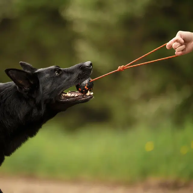 Hundeleke Ø 60 mm Non-stop Dog Ball On Rope Ø 60 mm 