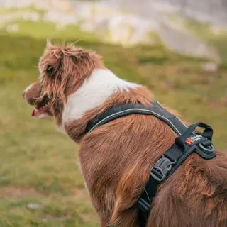 Hundesele Non-stop Line Harness Grip