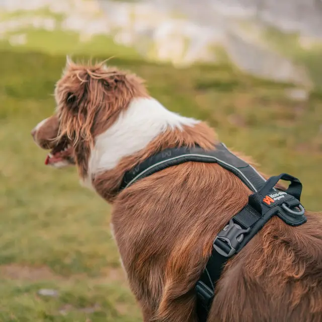 Hundesele 3 Non-stop Line Harness Grip 3 