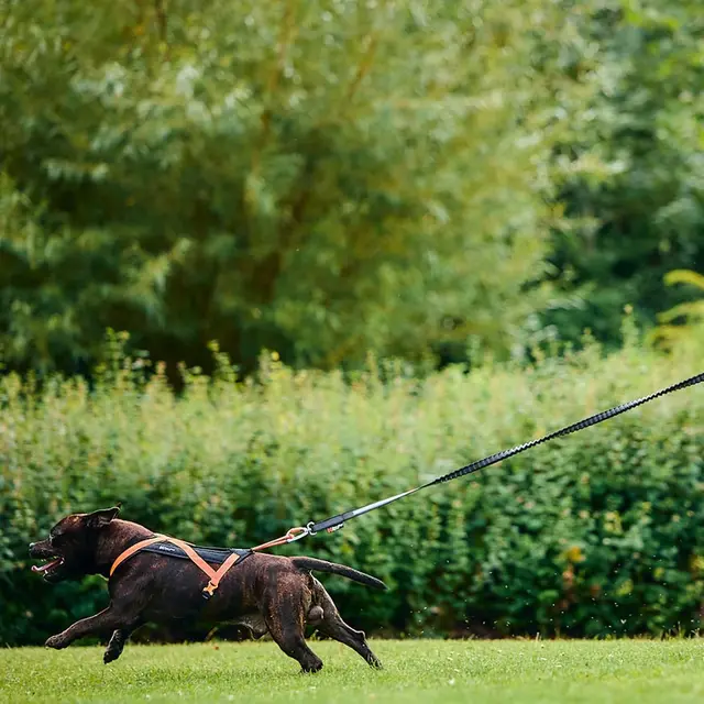 Hundesele 3 Non-stop Line Harness Grip 3 