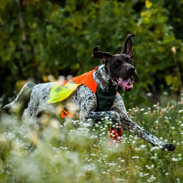 Markeringsvest til hund S Non-stop Protector Cover 2 S Orange 