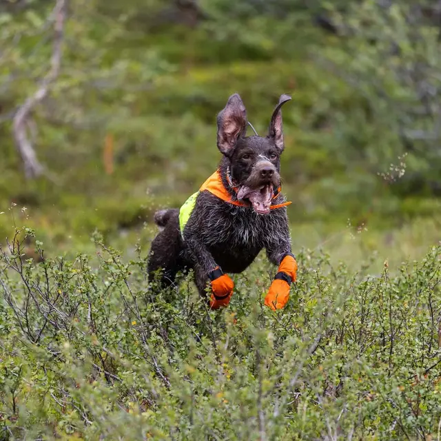 Markeringsvest til hund S Non-stop Protector Cover 2 S Orange 