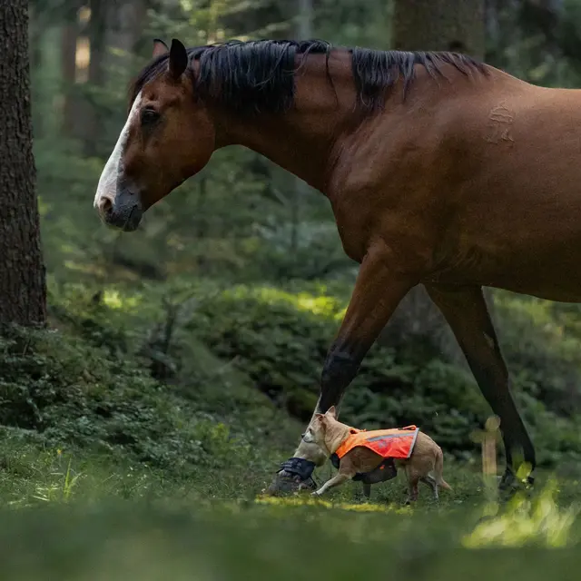Markeringsvest til hund M Non-stop Protector Vest 2 M Orange 