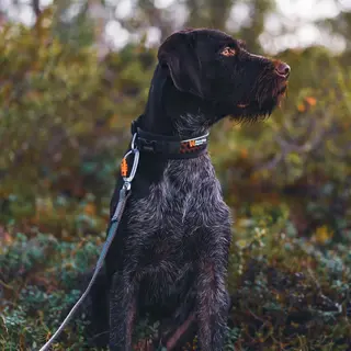 Halsbånd til hund Non-stop Rock Adjustable Collar