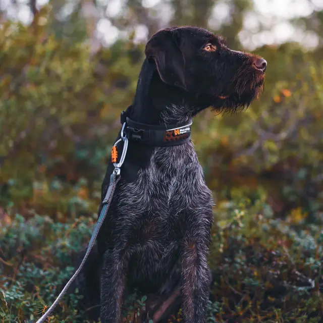 Halsbånd til hund M Non-stop Rock Adjustable Collar M 