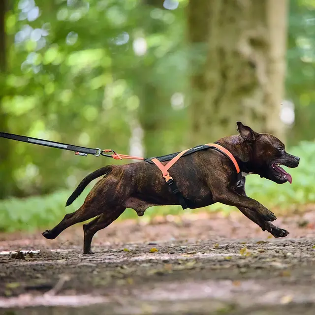 Trekksele til hund 3 Non-stop Rush Harness 3 BlackOrange 