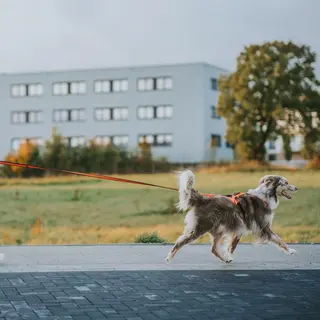 Trekksele til hund Non-stop Rush Harness BlackOrange