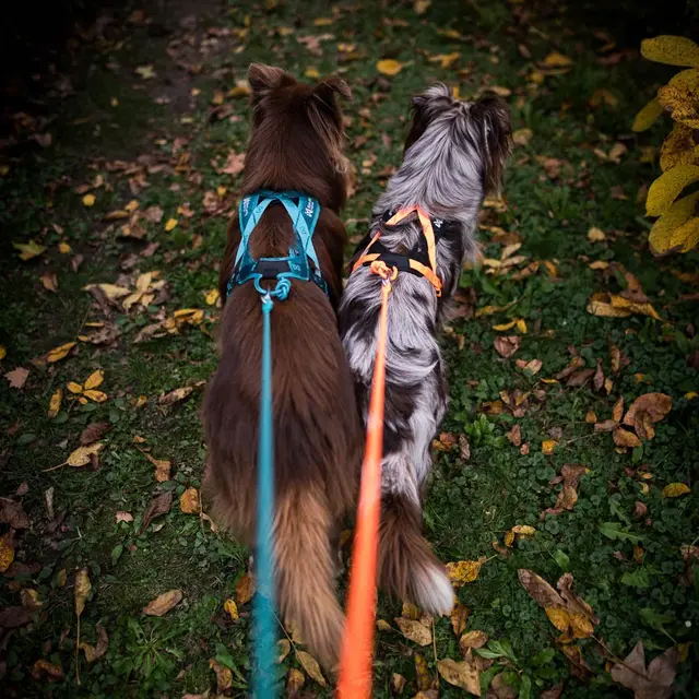 Trekksele til hund 3 Non-stop Rush Harness 3 BlackOrange 