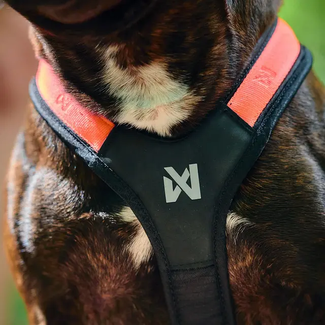 Trekksele til hund 3 Non-stop Rush Harness 3 BlackOrange 