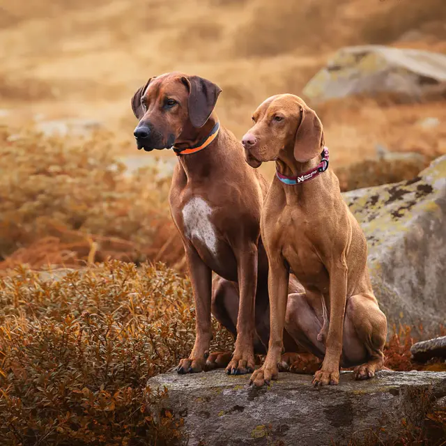 Halsbånd til hund S Non-stop Trail Quest Collar S 