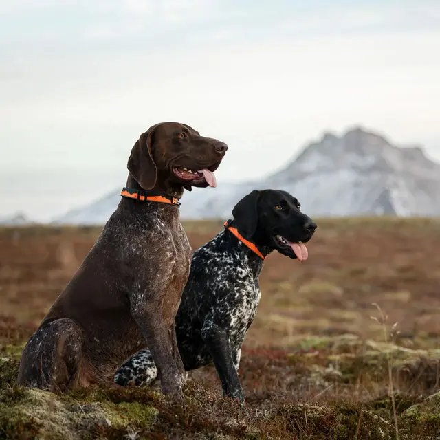 Halsbånd til hund S Non-stop Trail Quest Collar S 