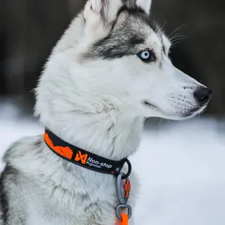 Halsbånd til hund Non-stop Trail Quest Collar