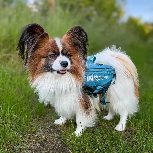 Kløv til hund XS Non-stop Trail Quest Dog Backpack XS 
