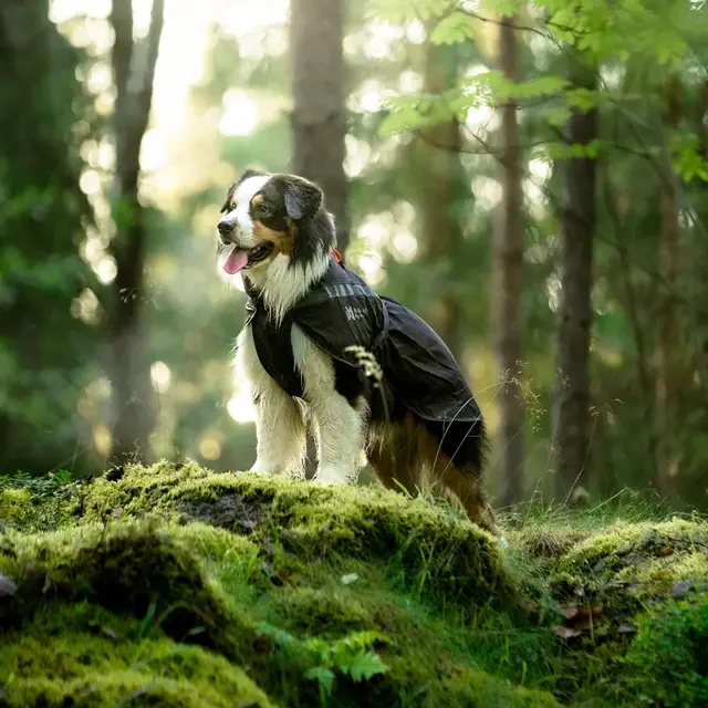 Regndress til hund 42–48 cm Non-stop Trekking Raincoat 45 cm 