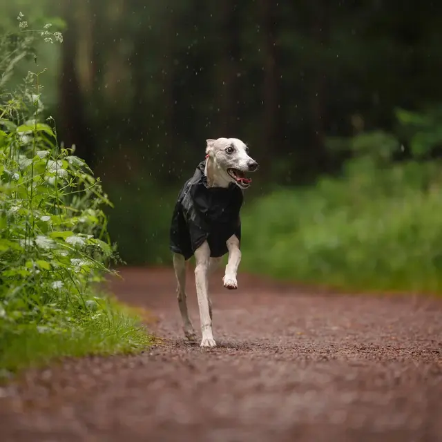 Regndress til hund 42–48 cm Non-stop Trekking Raincoat 45 cm 